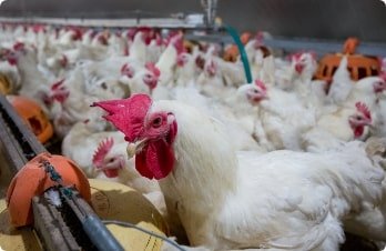 Research & Development