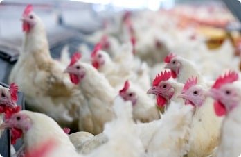 Research & Development