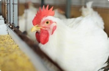 Research & Development