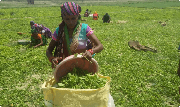 Training and capacity building of tribal communities for better livelihood