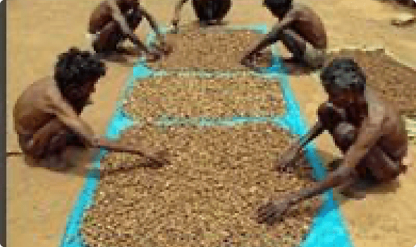 Training and capacity building of tribal communities for better livelihood