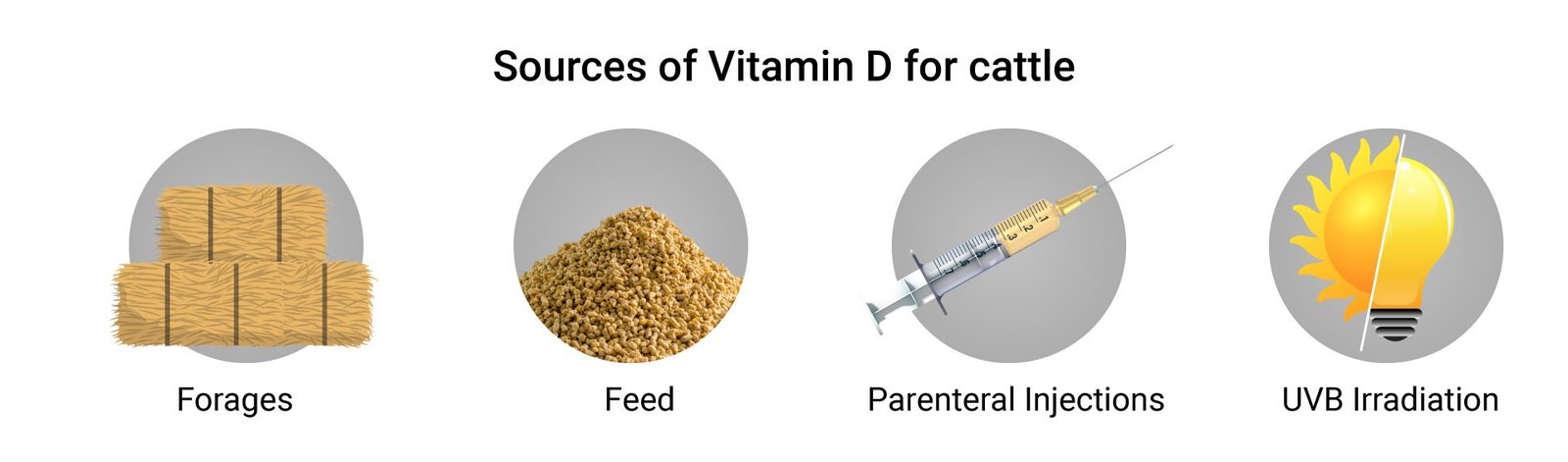Sources of Vitamin D for cattle