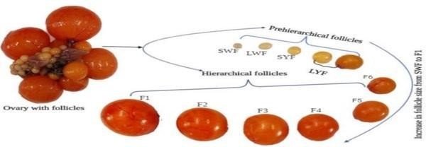 FOLLICULOGENESIS IN POULTRY 2