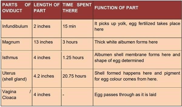 FOLLICULOGENESIS IN POULTRY