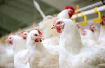 Research & Development